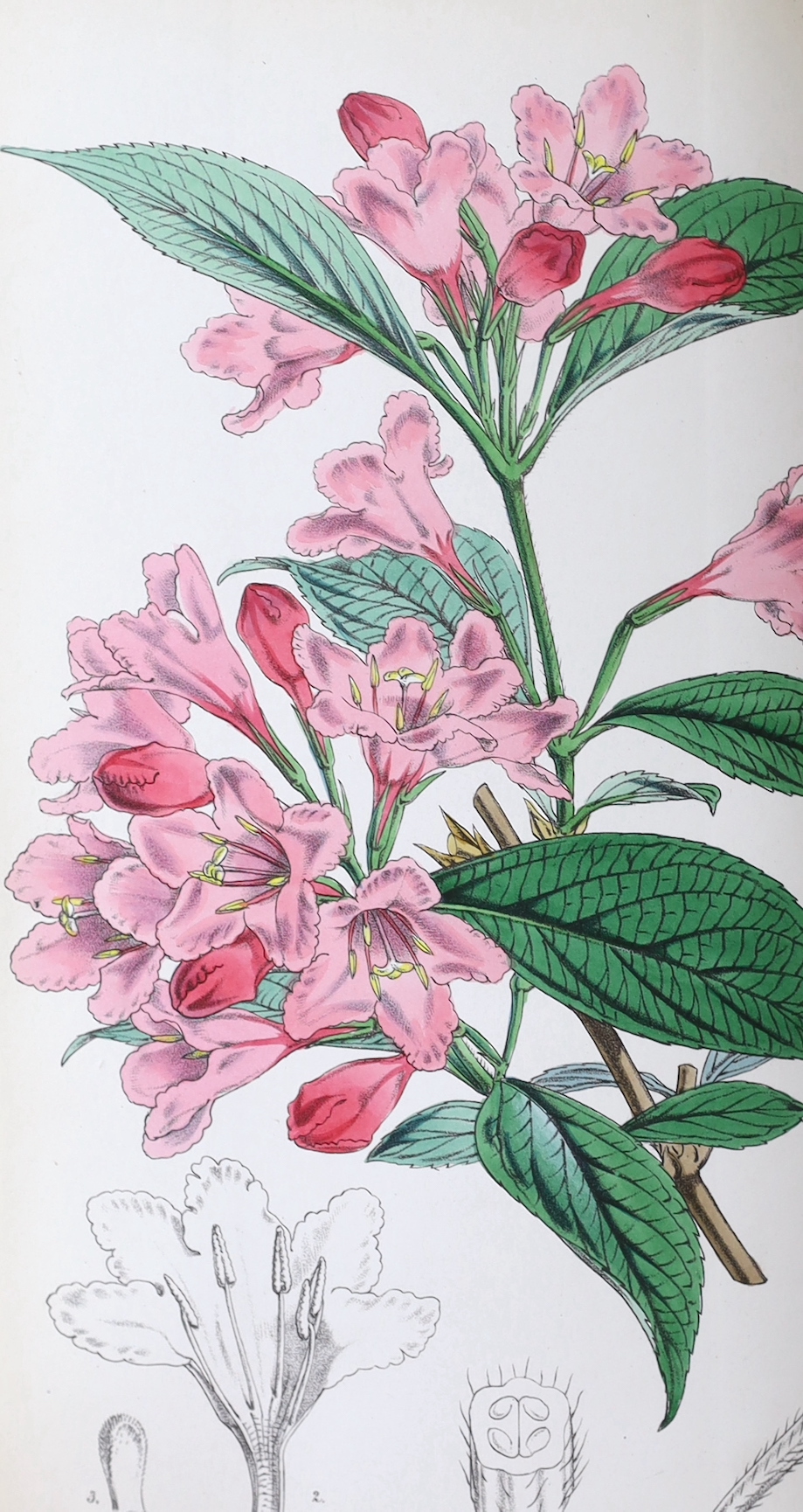 Curtis, William - A Botanical Magazine; or, Flower-Garden Displayed ... vols. IV, XI and XII (bound together), XIII and XV; New Series vol. VIII; Third Series vols. XII, XIV, XVI and XXIII. (10 vols).